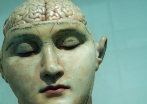 image of a sculpted clay head with the brain showing out of the top. We're using this image to showcase the importance of brain health in dementia prevention.